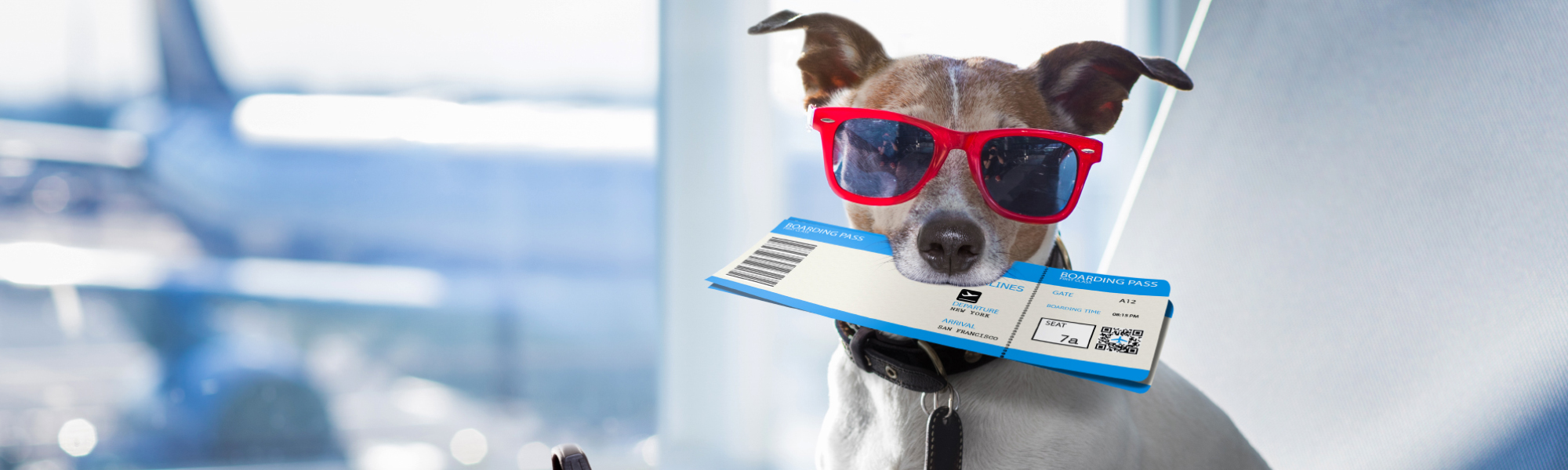 Transporting Animals by Air A Comprehensive Guide APT Logistics